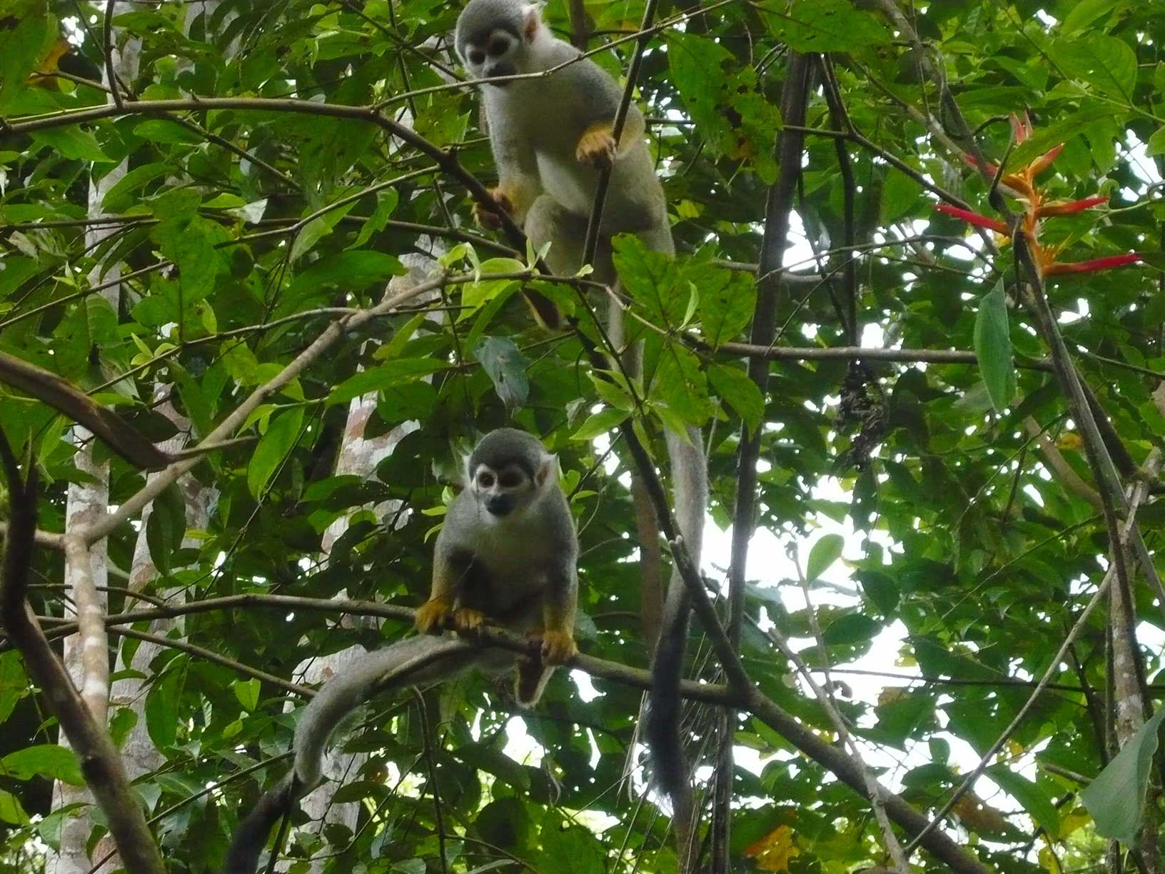 Totenkopfaeffchen im Amazonas