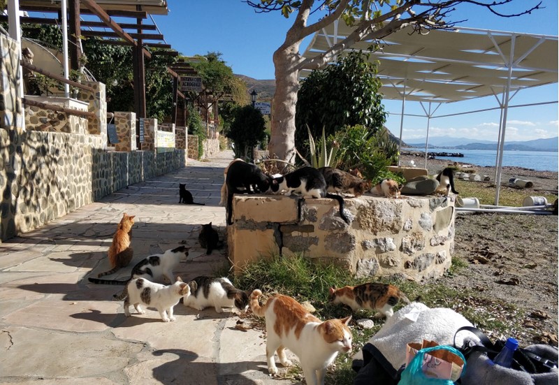 Straßenkatzen Kreta