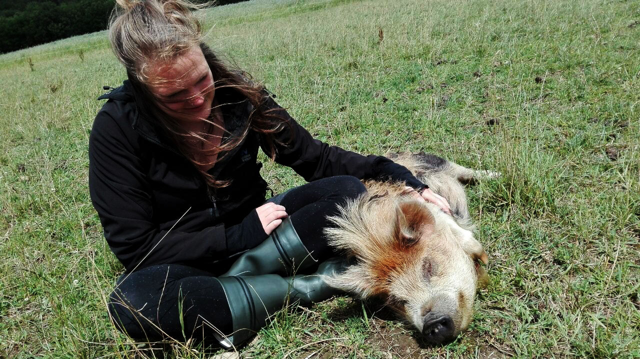 Kune Kune Schweine am Haidlhof