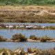 Flamingos
