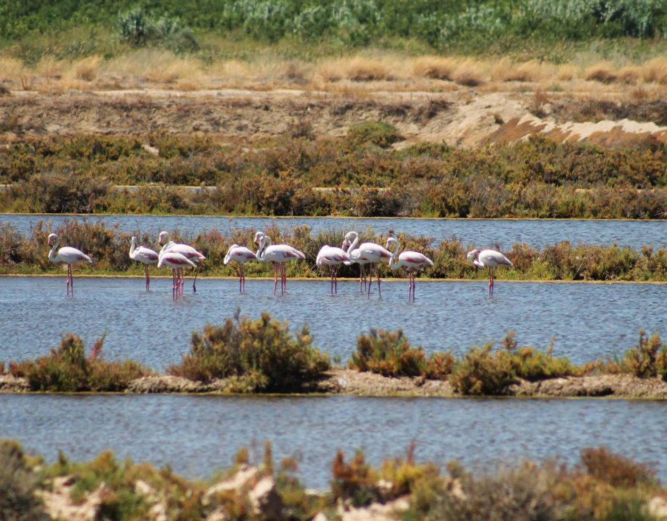 Flamingos