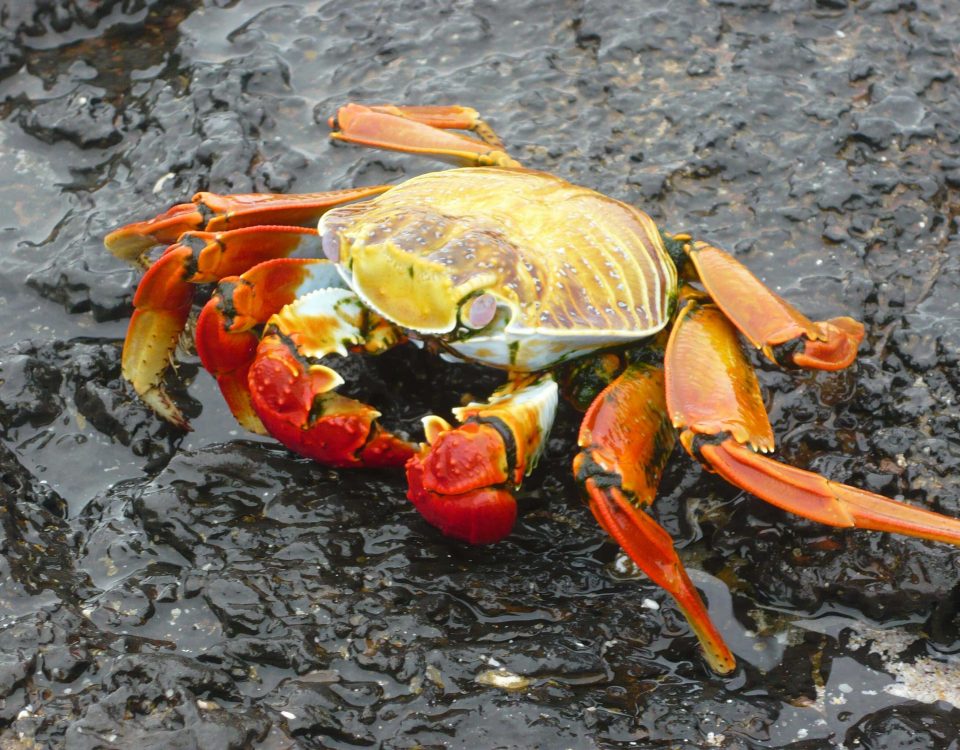 Galapagos Krabbe