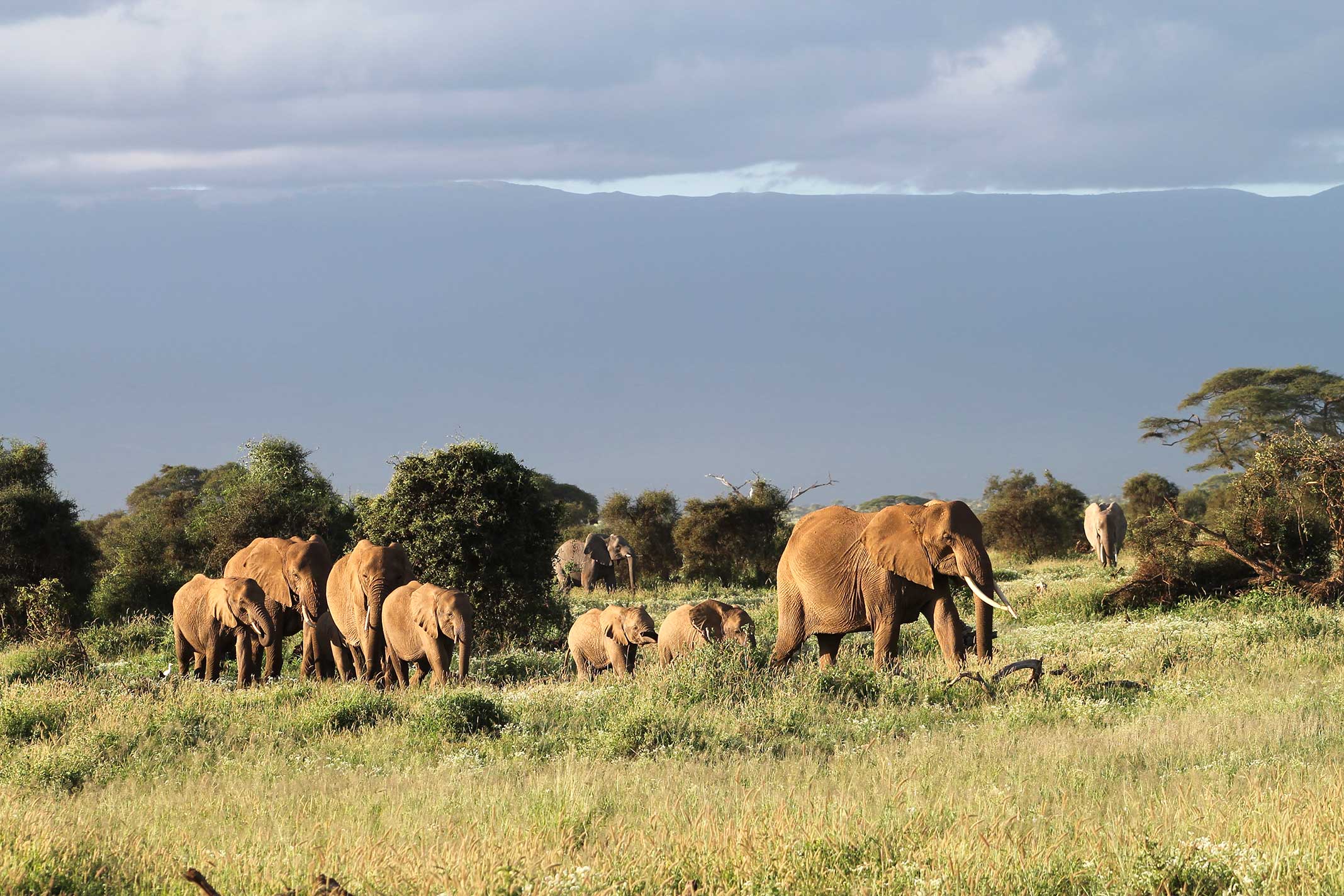 Elefanten in der Savanne Kenias