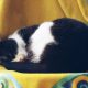 schwarzweiße Katze schläft auf gelbem Tuch