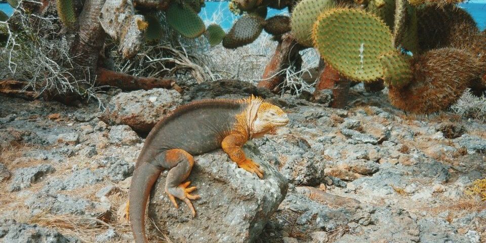 Meerechse auf Galapagos