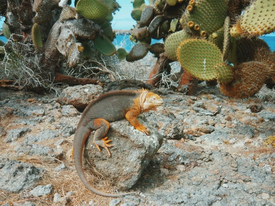 Meerechse auf Galapagos