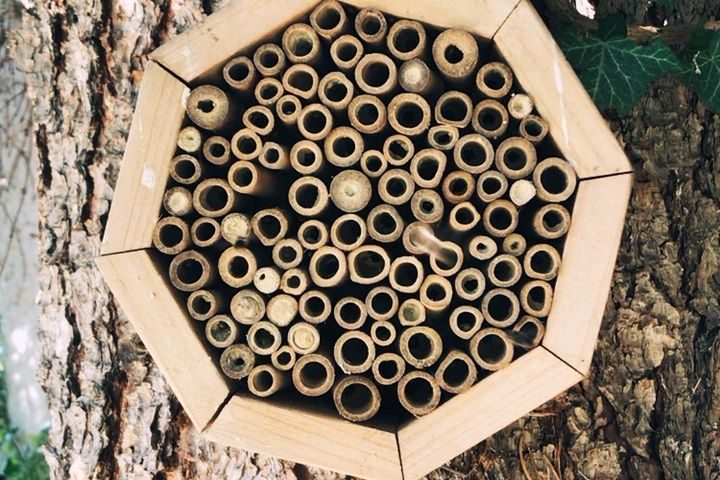 Insektenhotel wird von Mauerbienen besucht