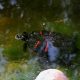 Florida-Rotbauch-Schmuckschildkröte im Wasser