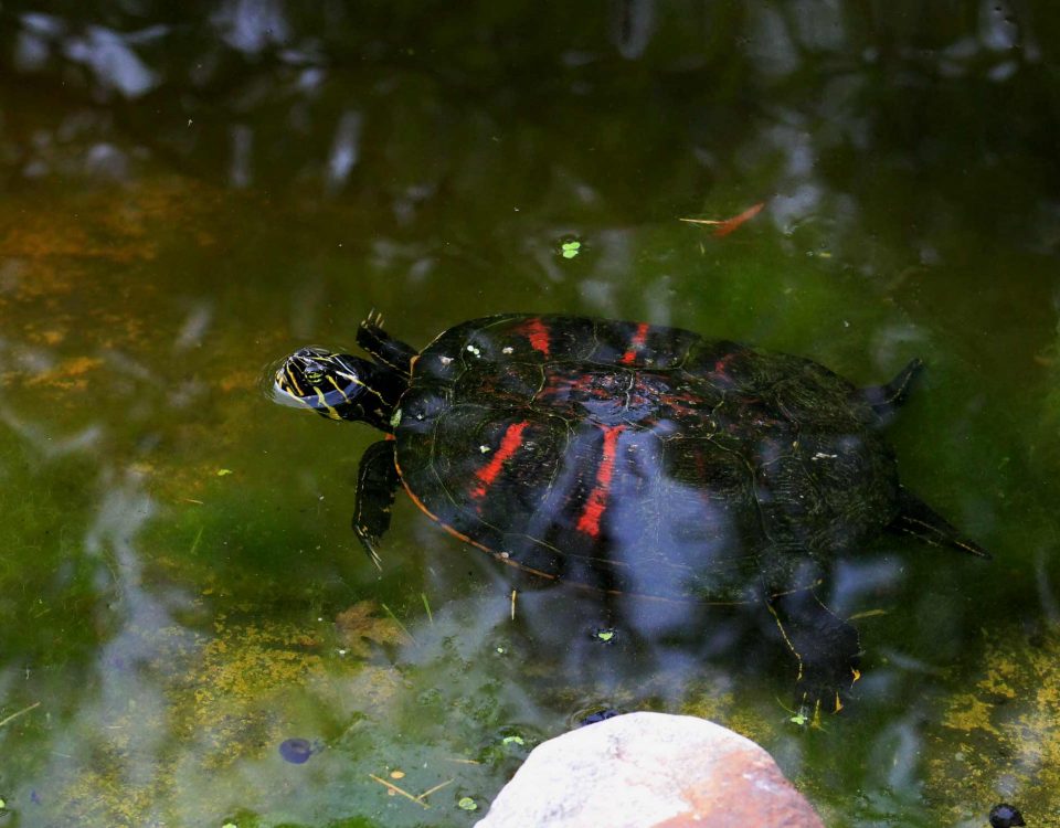 Florida-Rotbauch-Schmuckschildkröte im Wasser