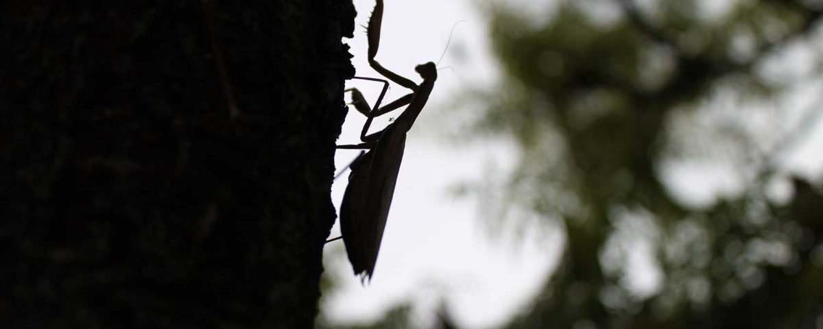 Mantis religiosa auf Baumstamm