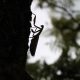 Mantis religiosa auf Baumstamm