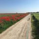Feldweg mit roten Mohnblumen und Hund