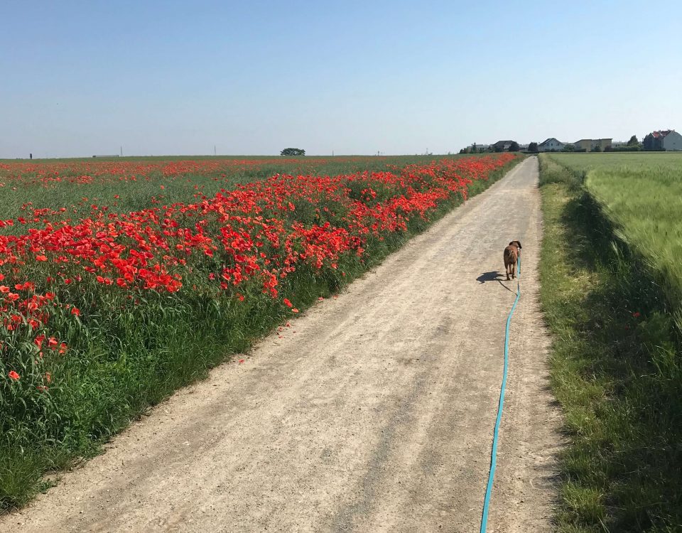 Feldweg mit roten Mohnblumen und Hund