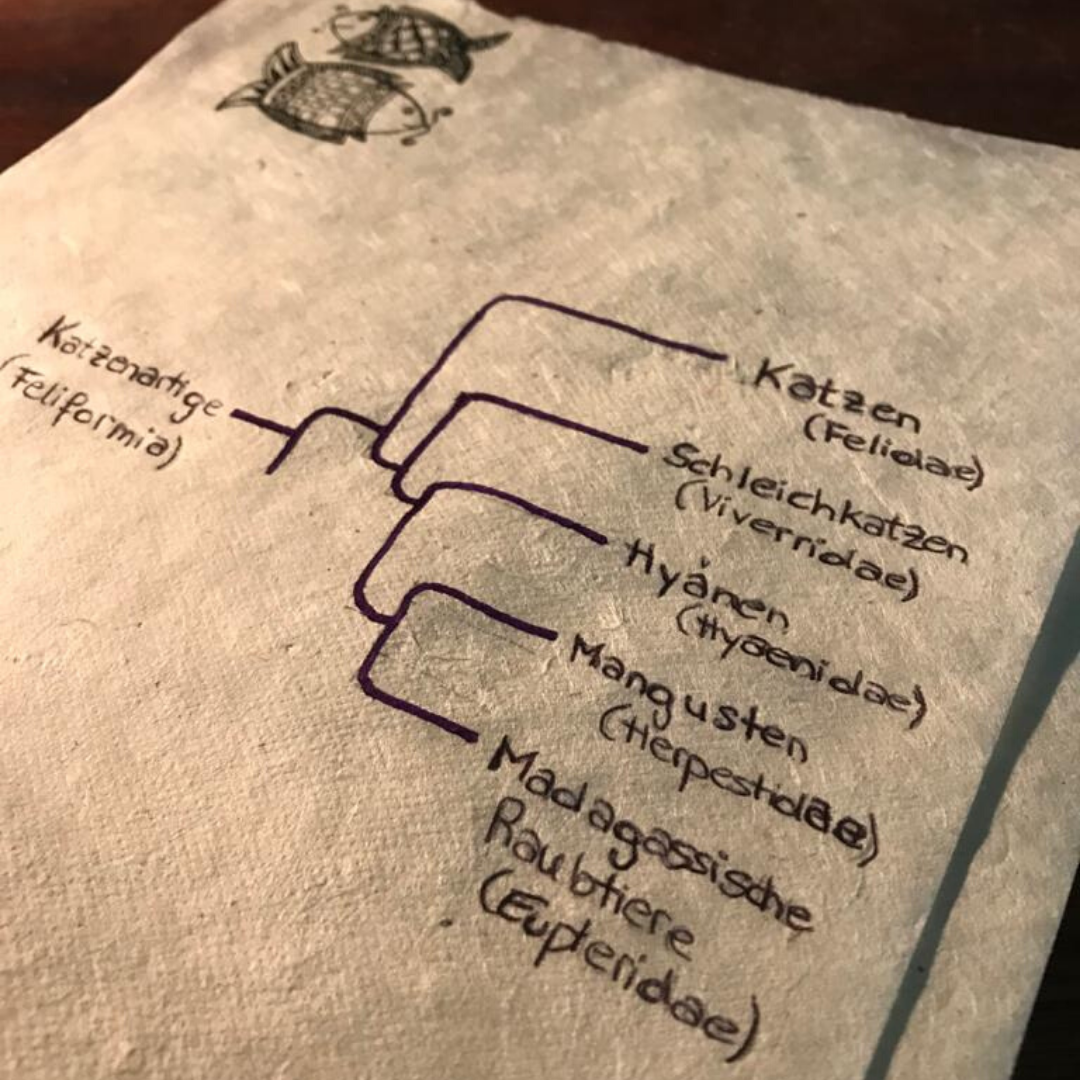 Stammbaum Katzenartige aufgezeichnet
