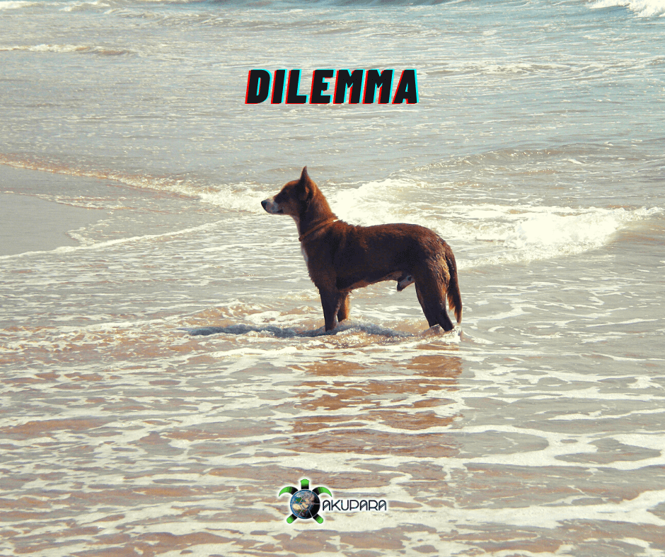 Hunde steht im Meer und schaut in die Ferne, darüber steht das Wort "Dilemma"