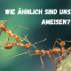 Ameisen ziehen an einem Strang