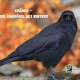 Krähen - die Singvögel des Winters