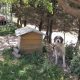 Kettenhund vor Hundehütte auf Kreta