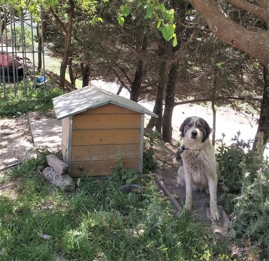 Kettenhund vor Hundehütte auf Kreta