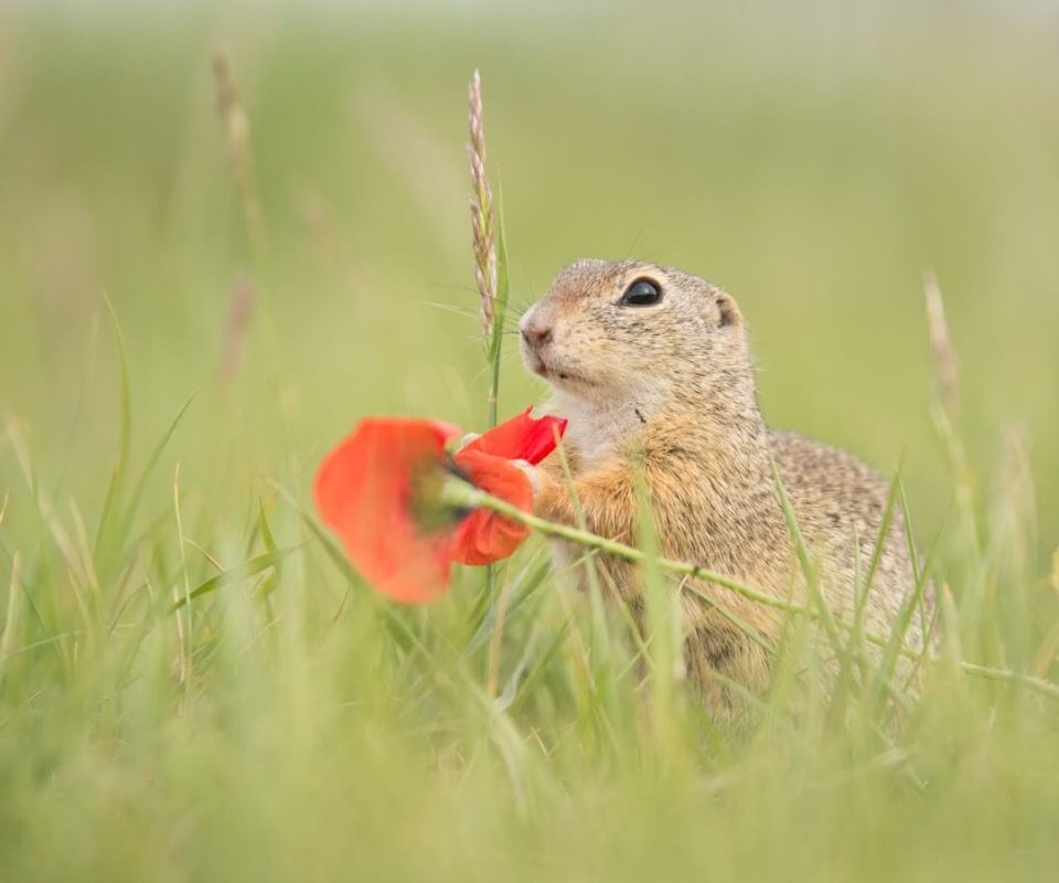 Zisel im Gras hält Mohnblume