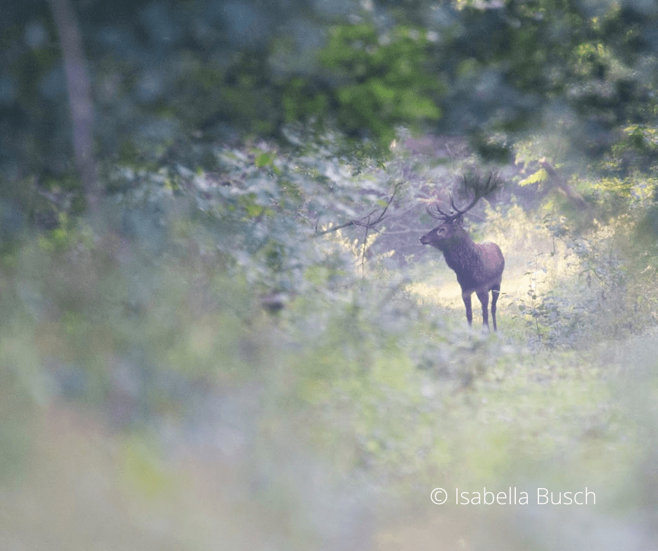 Hirsch steht in einer Lichtung rundherum ist Wald
